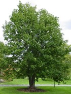 ΨΕΥΔΟΠΛΑΤΑΝΟΣ (Acer pseudoplatanus)